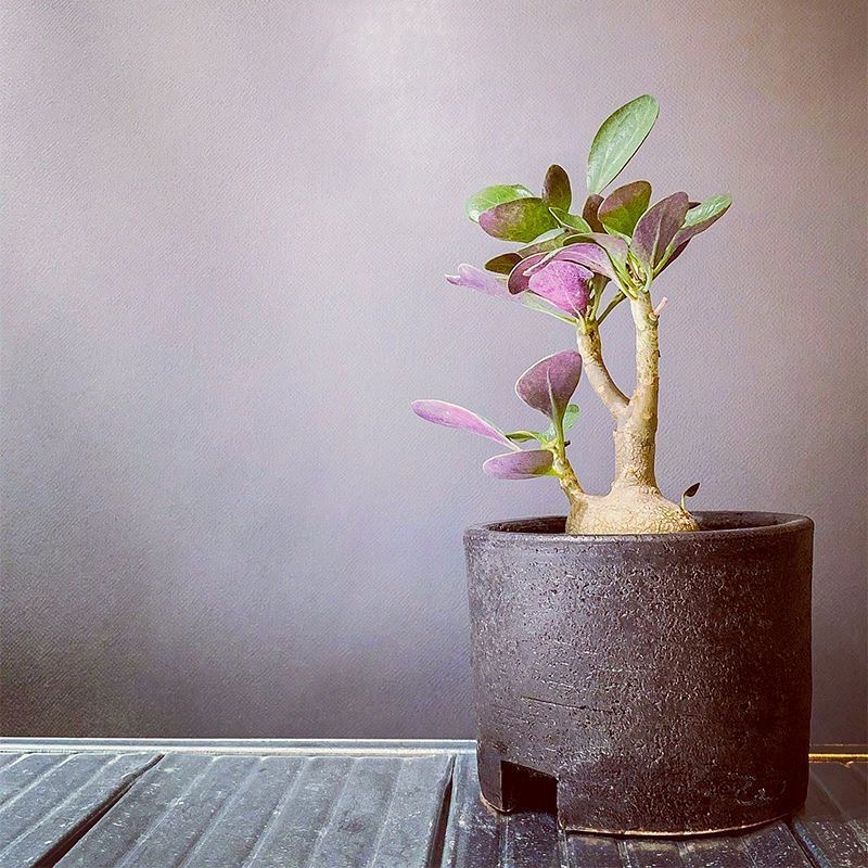 2-3cm Othonna triplinervia