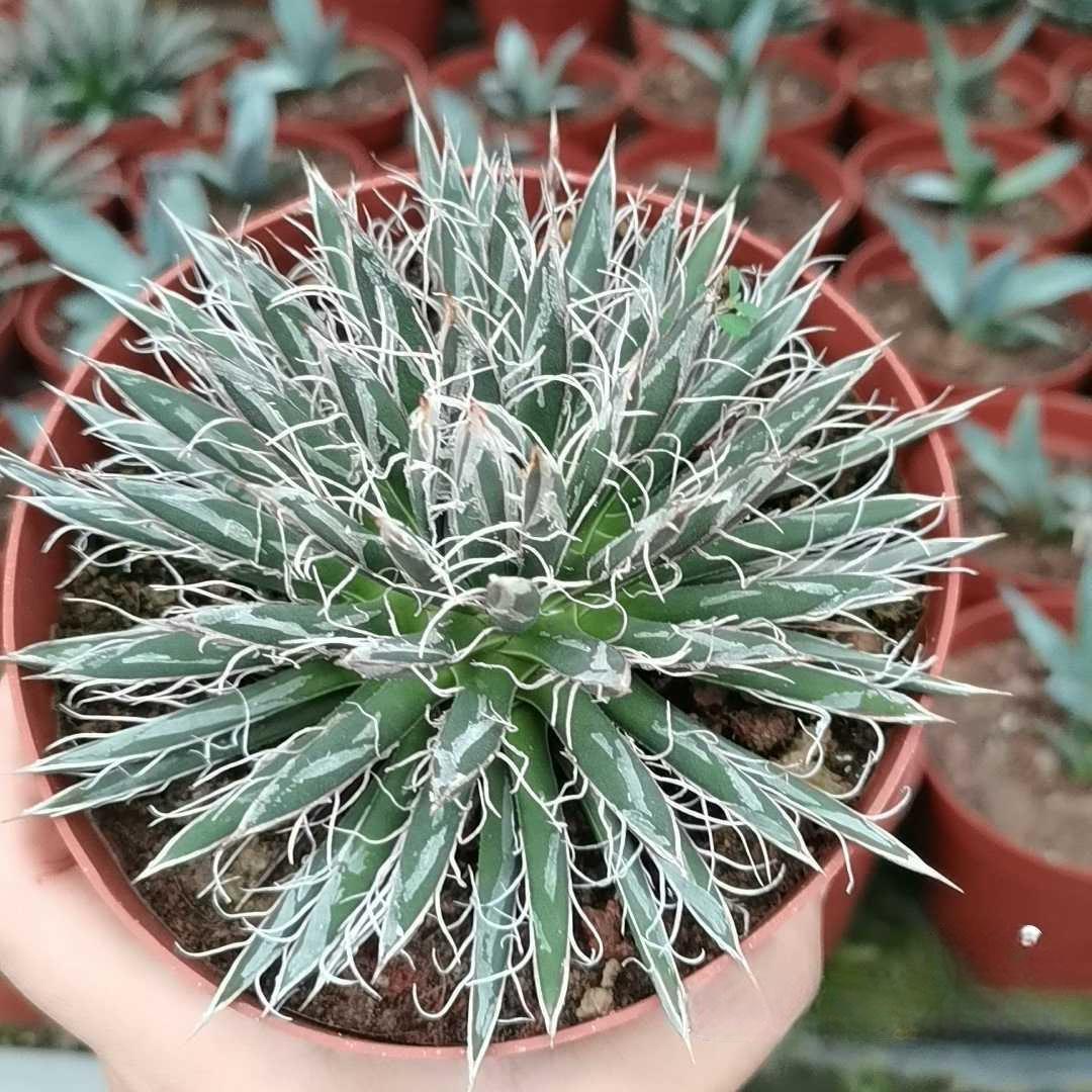 5-14cm Agave toumeyana subsp. bella