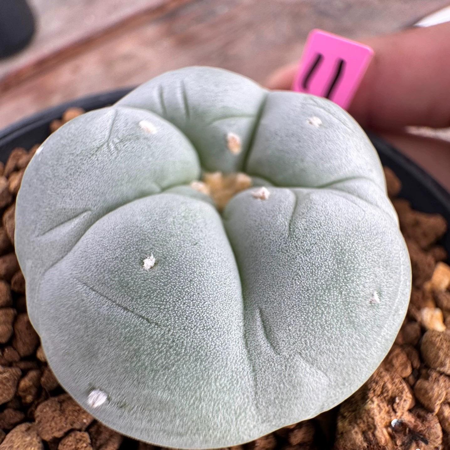 3-4cm Lophophora  williamsii white muscle （Japanese exports）
