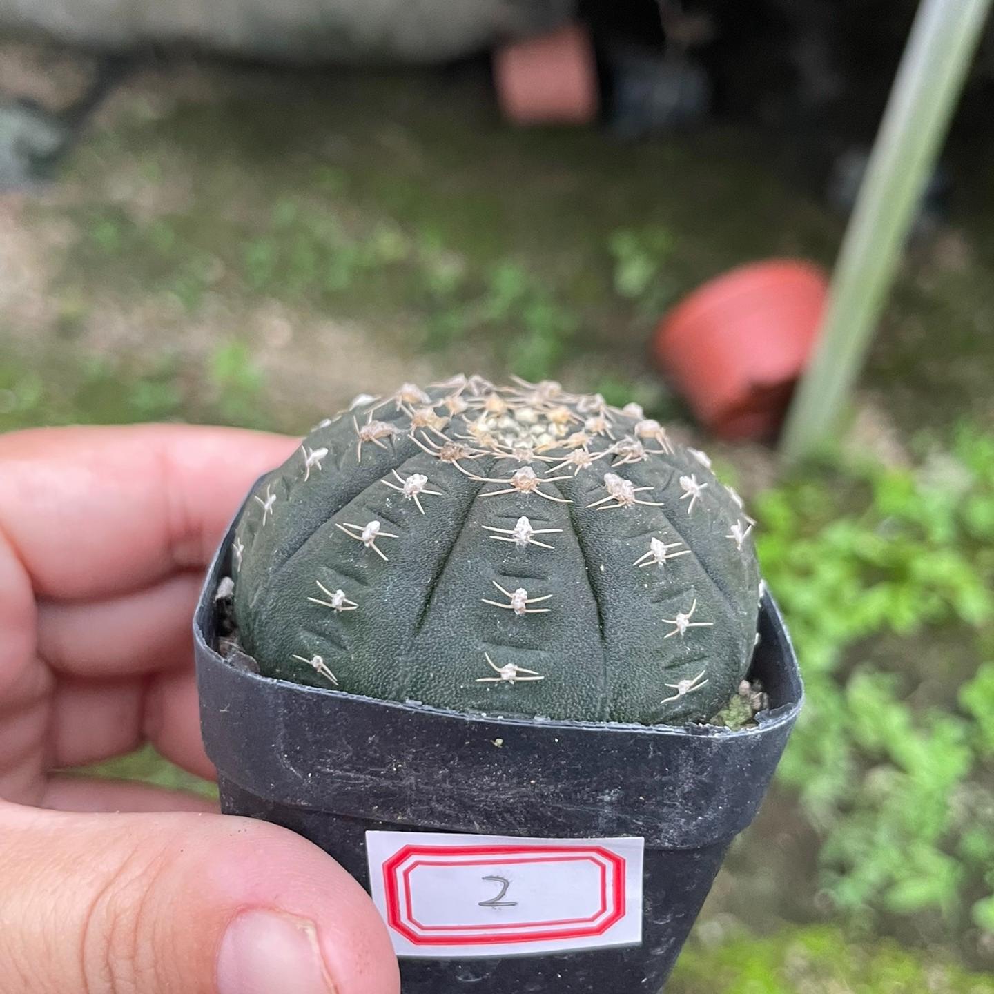 3-6cm Gymnocalycium ragonesei