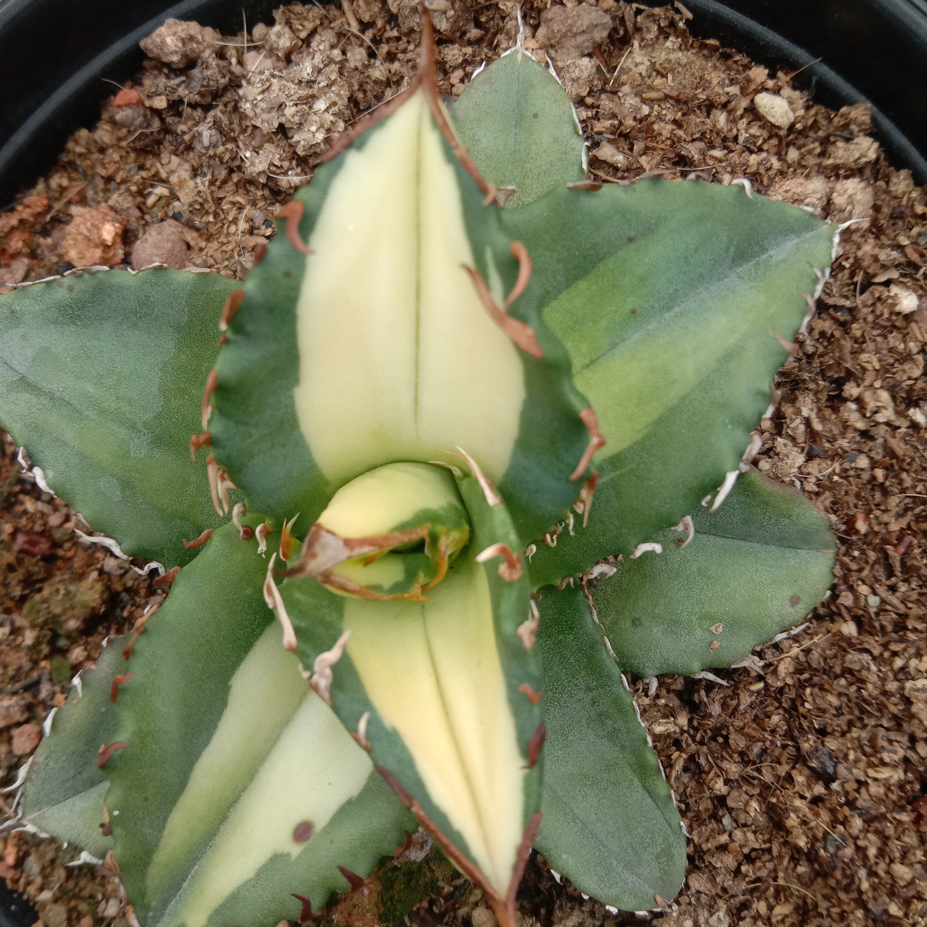 6-10cm Agave Titanota Fujian White Whale