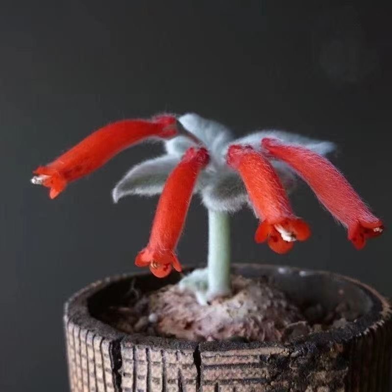 4-10cm Sinningia leucotricha