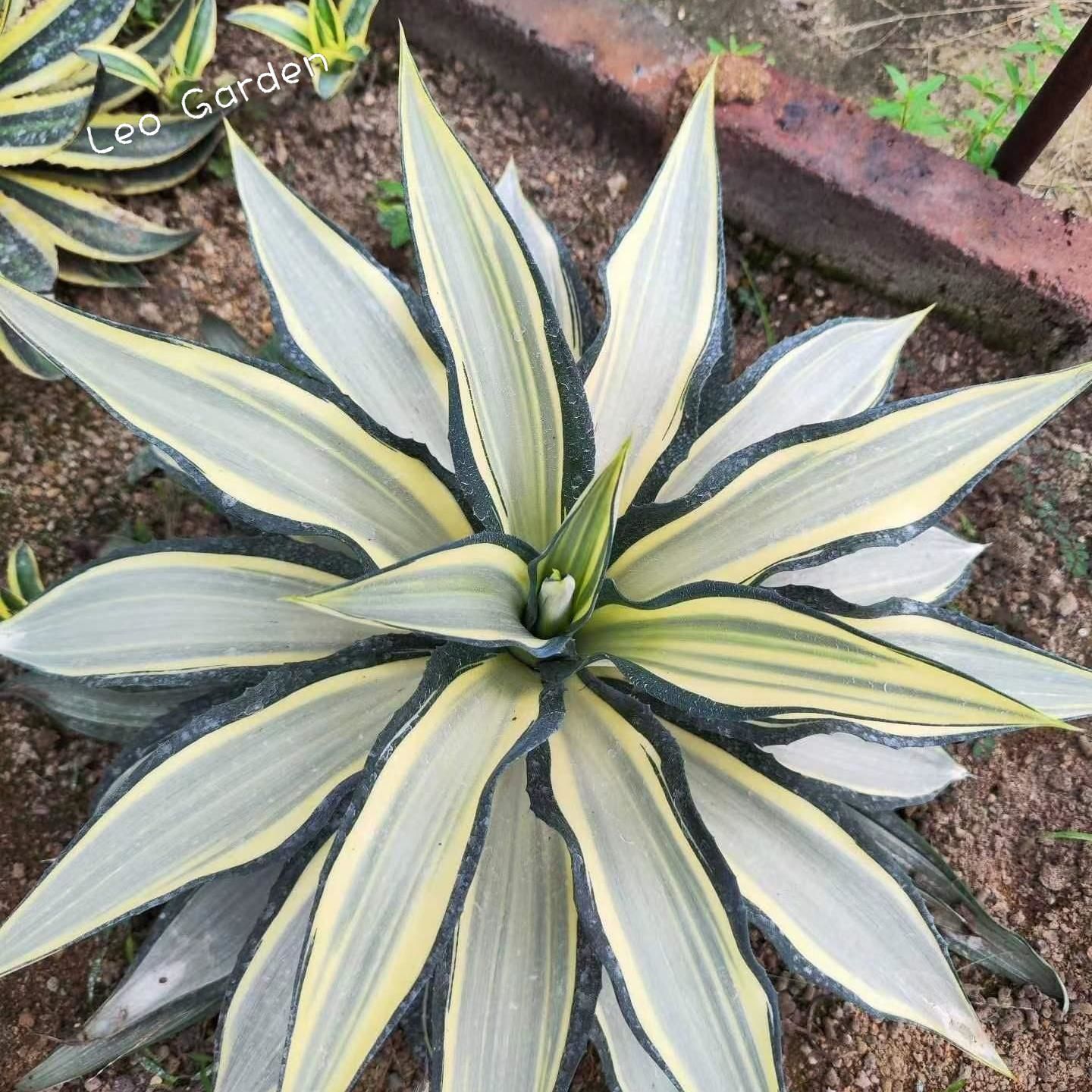 10-17cm Agave desmetiana mediopicta alba
