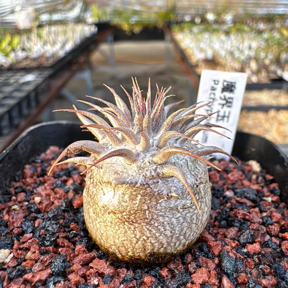 2-6cm Pachypodium rosulatum subsp. makayense