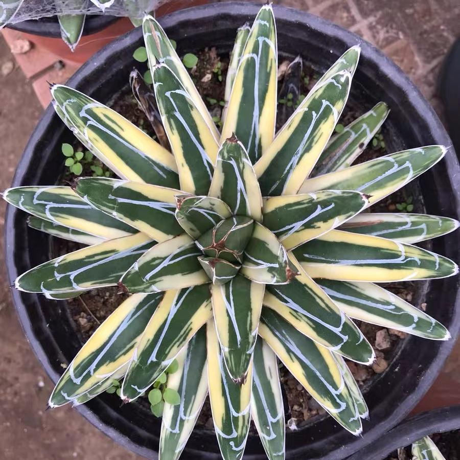 5-15cm Agave victoriae-reginae Shin Yukiyama