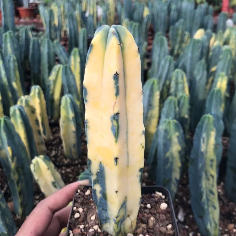 6-10cm Myrtillocactus geometrizans