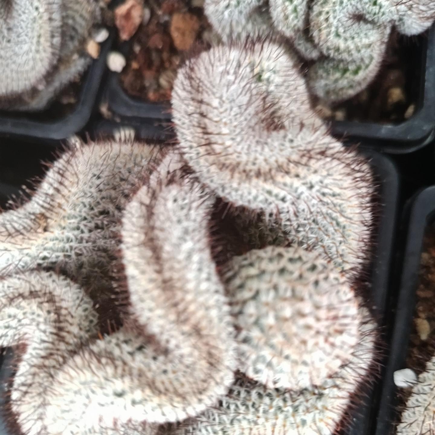 5-8cm Mammillaria perezdelarosae（（variegated）
