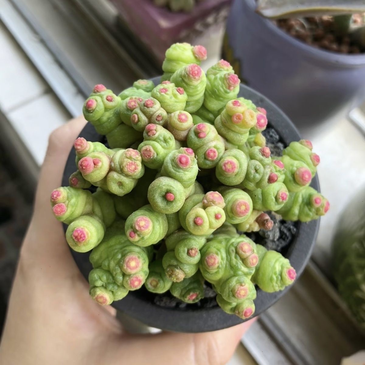 3-8cm Mammillaria bocasana