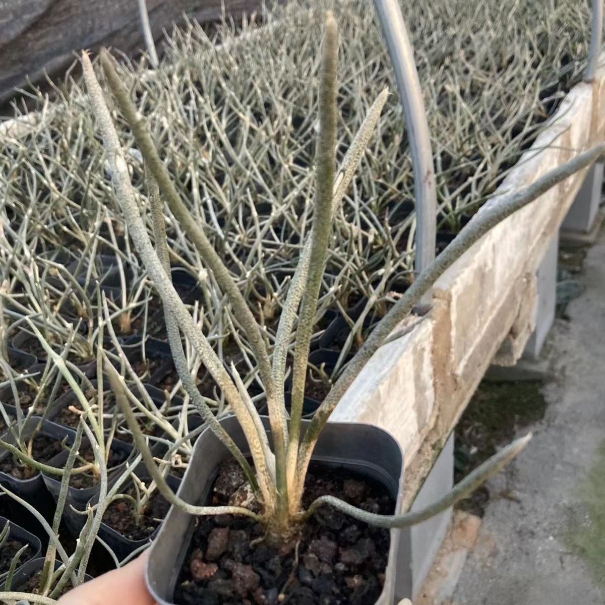 0.5-6cm Astrophytum caput medusae
