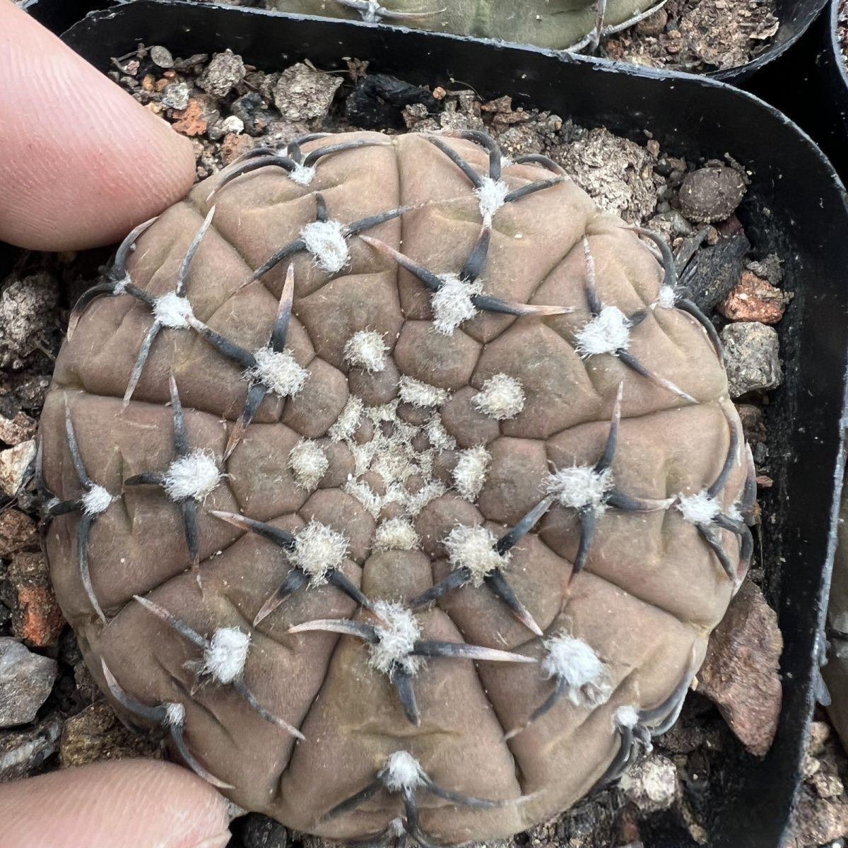 4-5cm Gymnocalycium bodenbenderianum