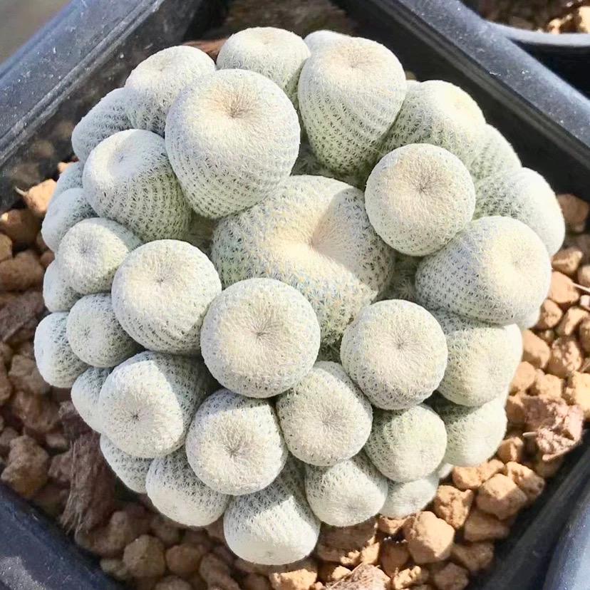 2-10cm Epithelantha micromeris