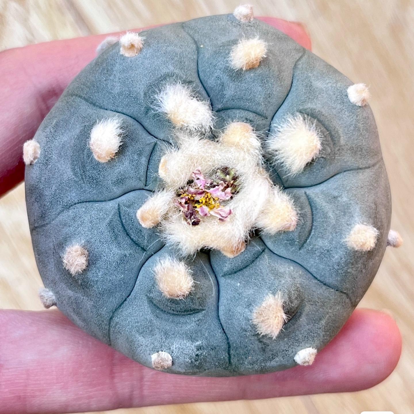 1.5-11cm Lophophora williamsii