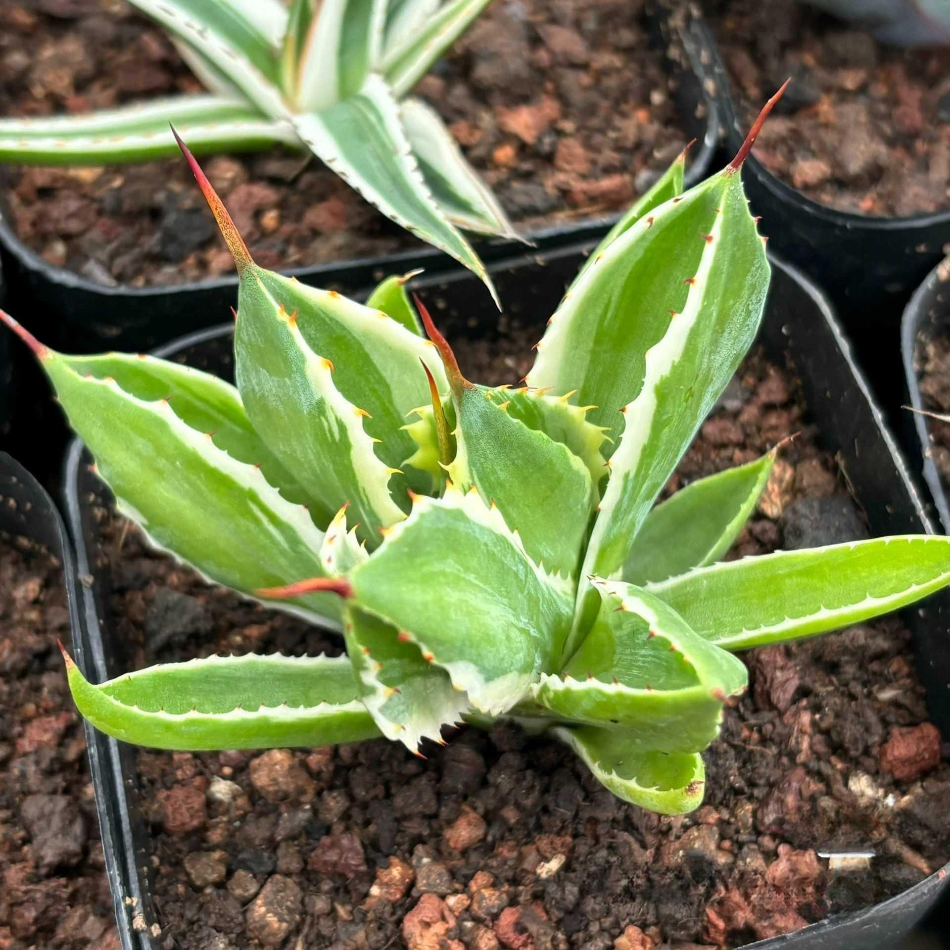 5-7cm Agave potatorum 'Cubic'VAR