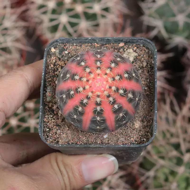 3-6cm Gymnocalycium ragonesei
