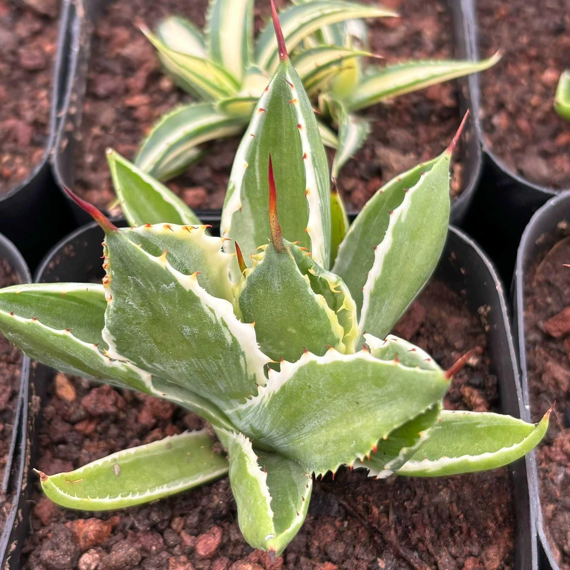 5-7cm Agave potatorum 'Cubic'VAR