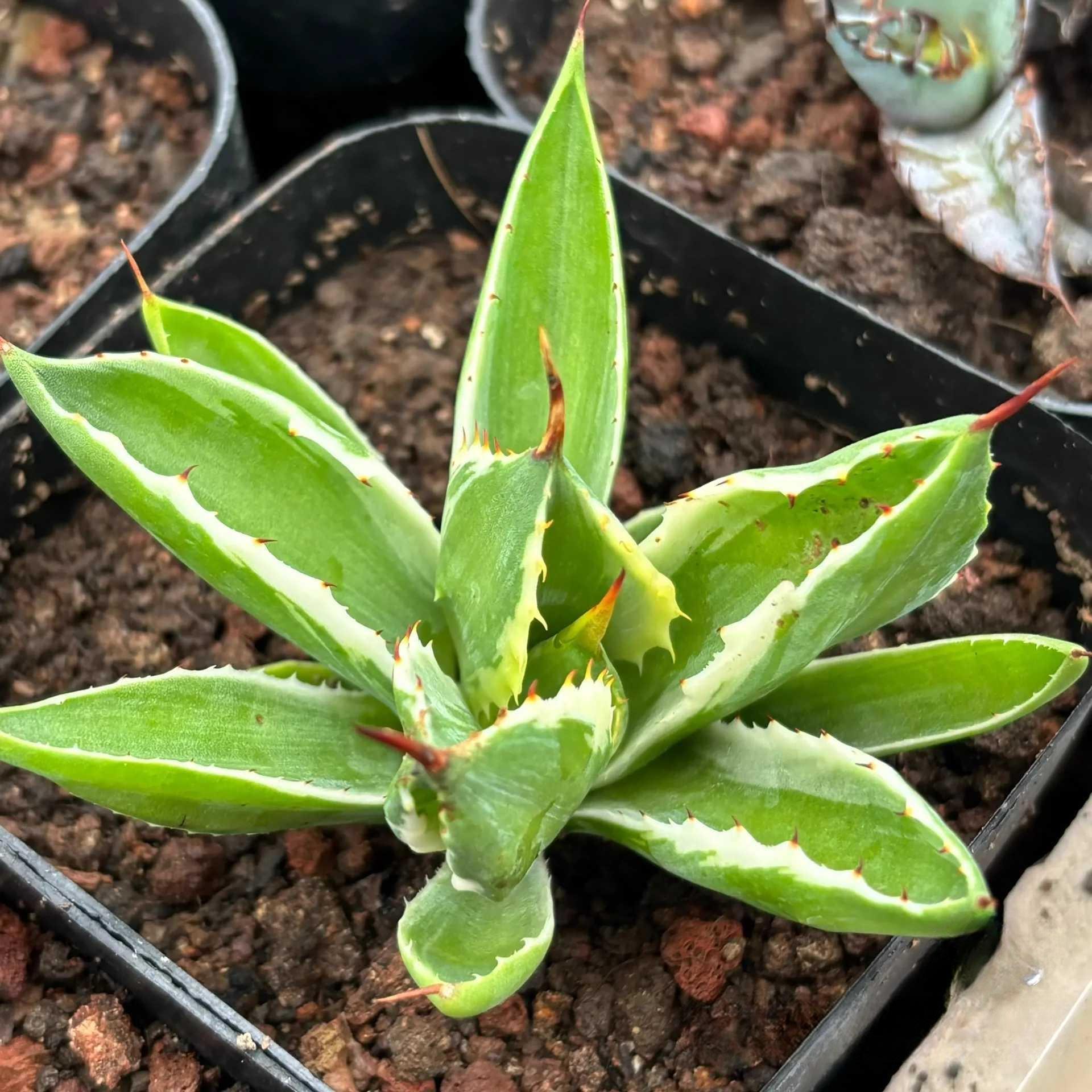 5-7cm Agave potatorum 'Cubic'VAR