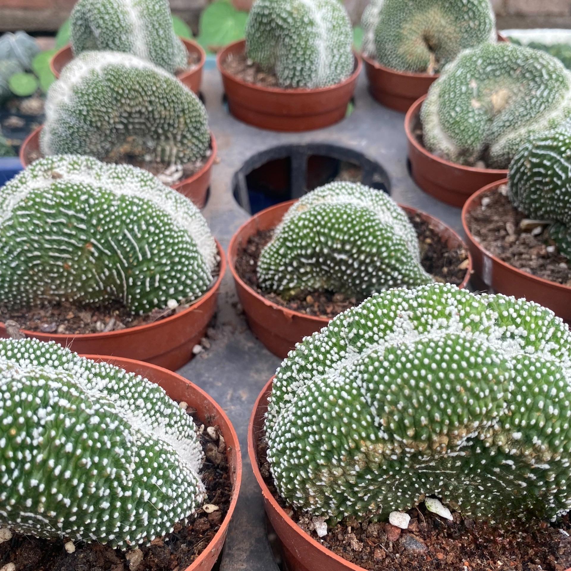 5-10cm  Blossfeldia liliputanaWerderm.