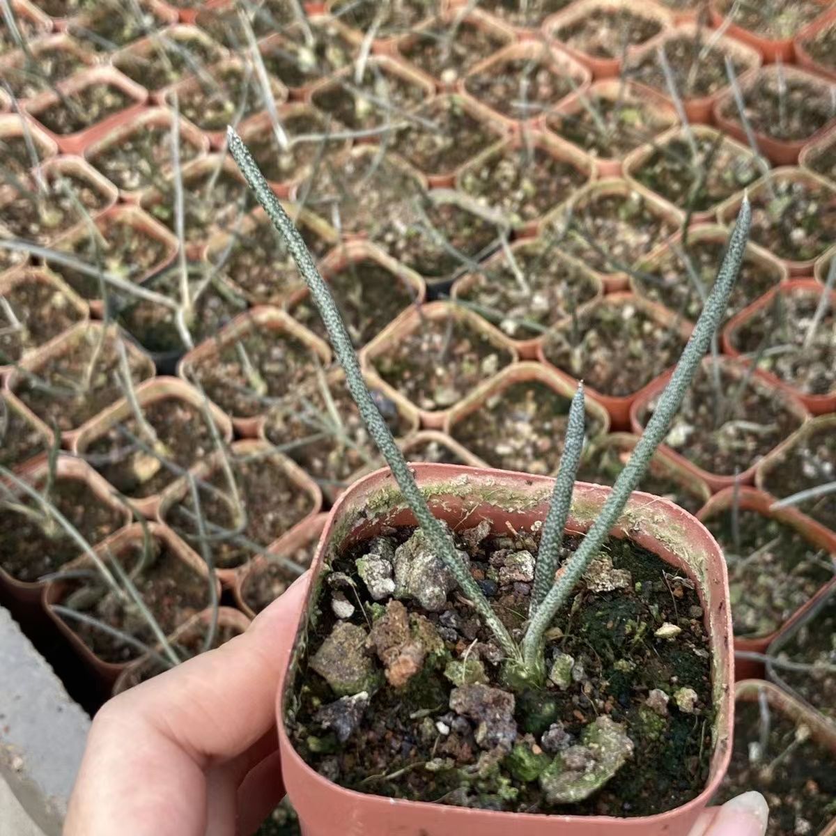 0.5-6cm Astrophytum caput medusae