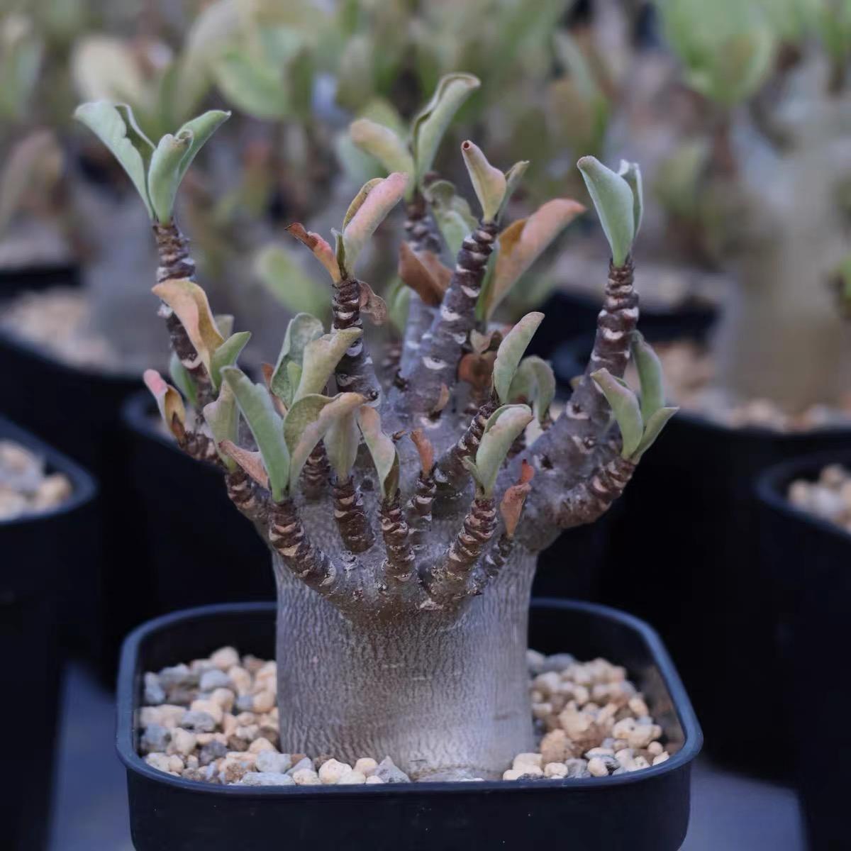 4-12cm Adenium arabicum 'Godji'