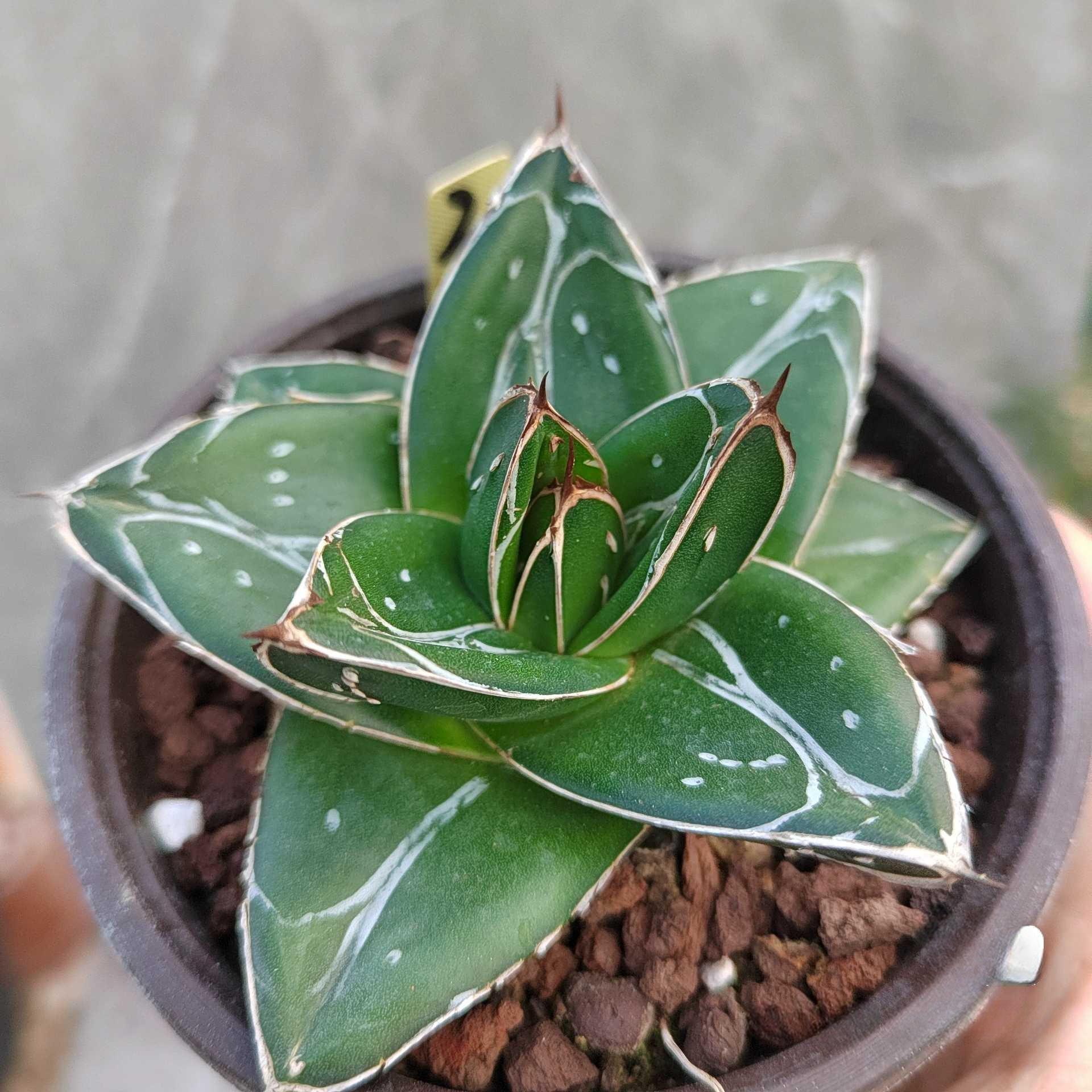 5-12cm Agave filifera var. compacta (D)