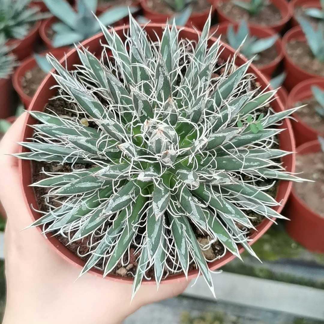5-14cm Agave toumeyana subsp. bella