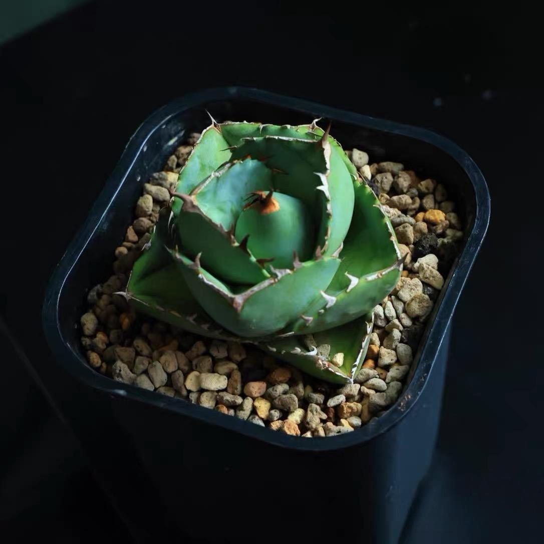2-10cm Agave Titanota Juggernaut