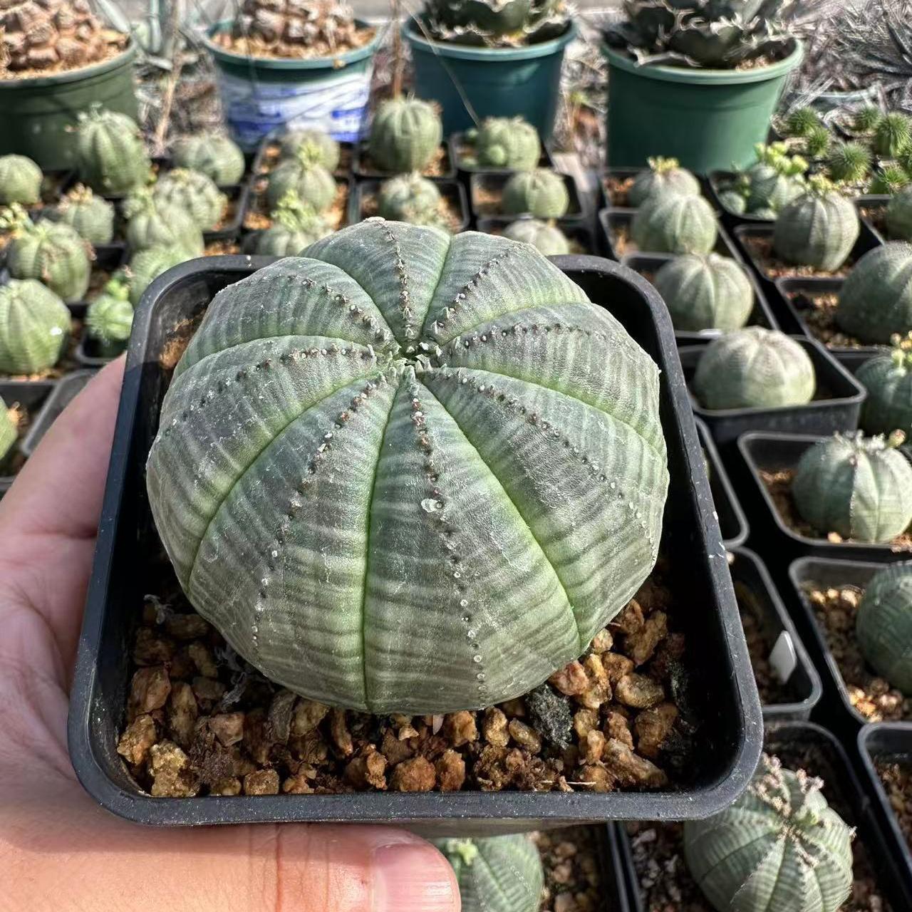 2-6cm Euphorbia obesa