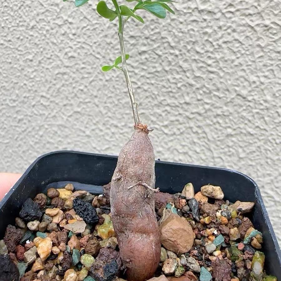 1.5-2cm Operculicarya pachypus