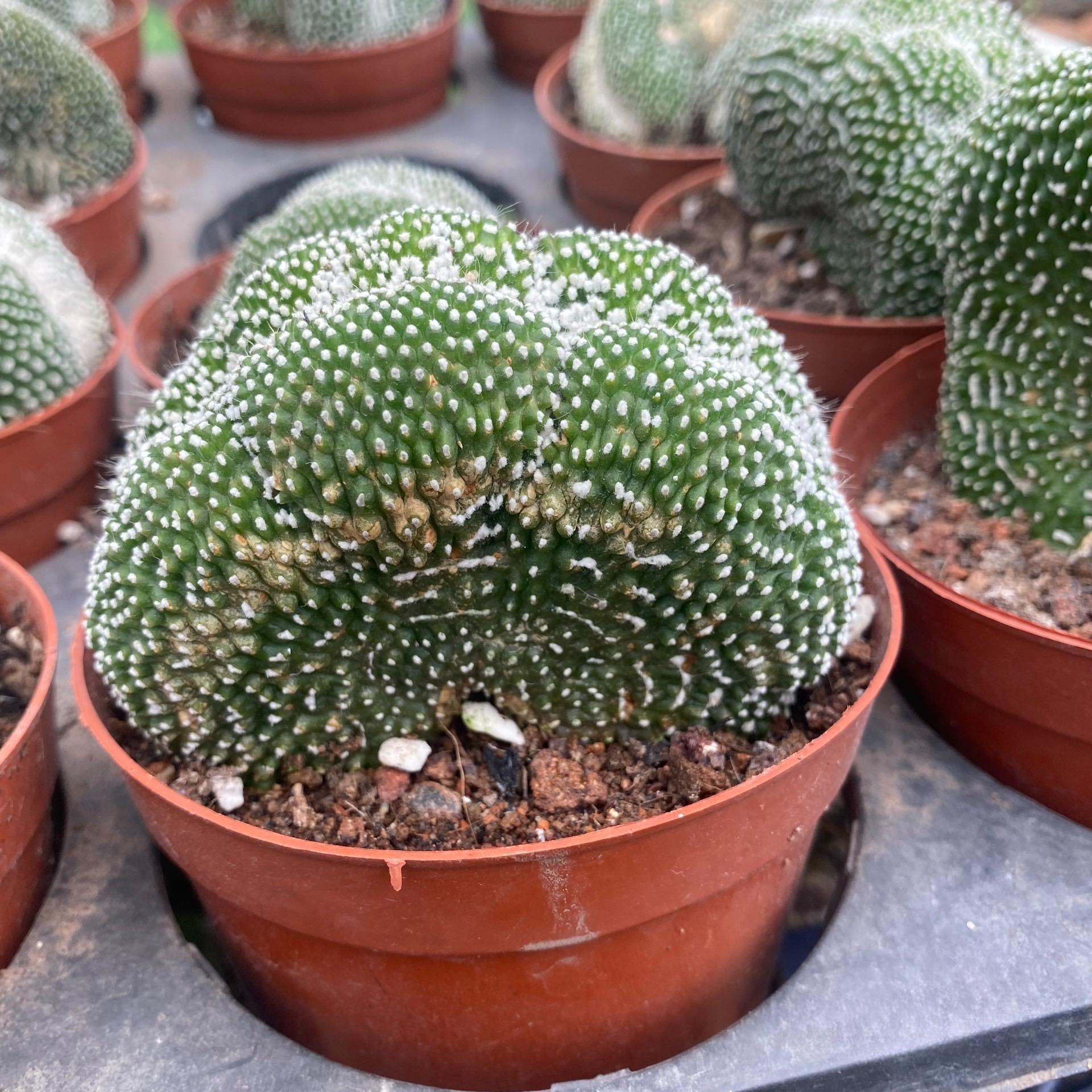 5-10cm  Blossfeldia liliputanaWerderm.