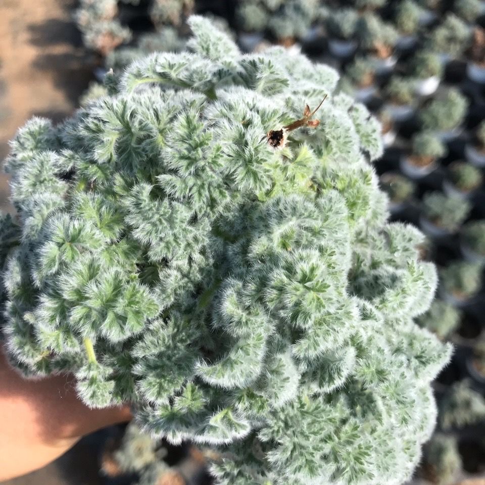 1.5-6cm Pelargonium triste