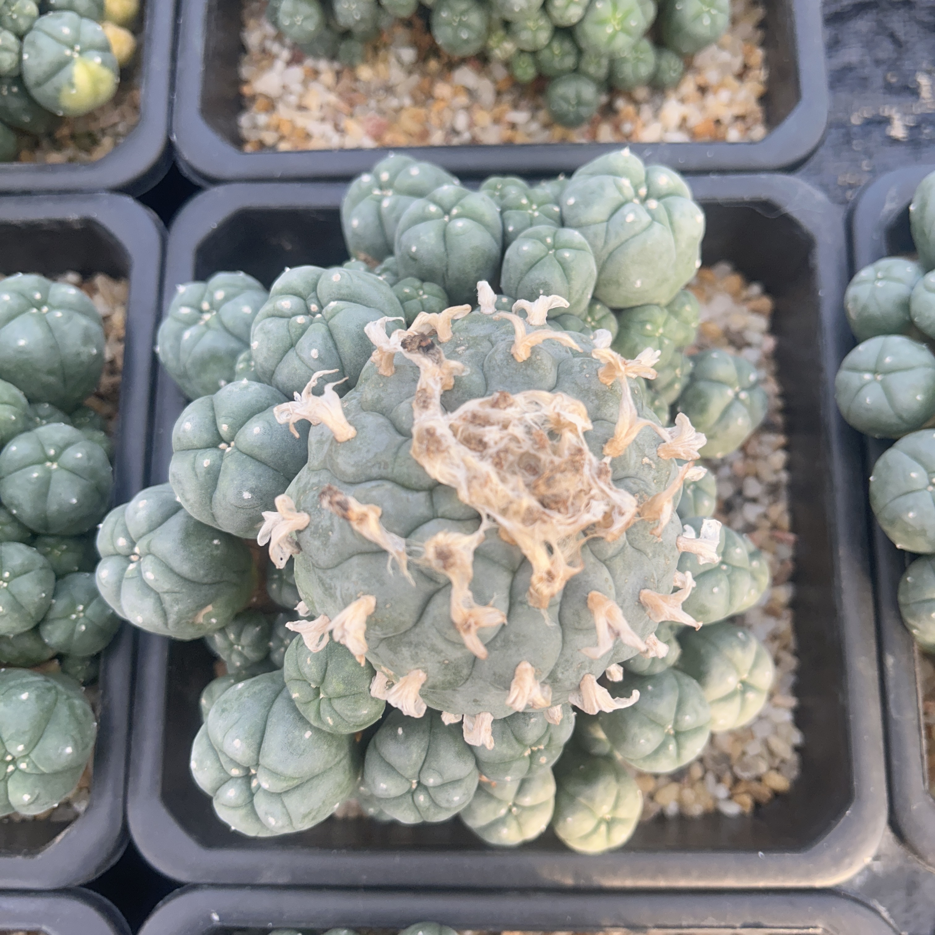 1.5-11cm Lophophora williamsii