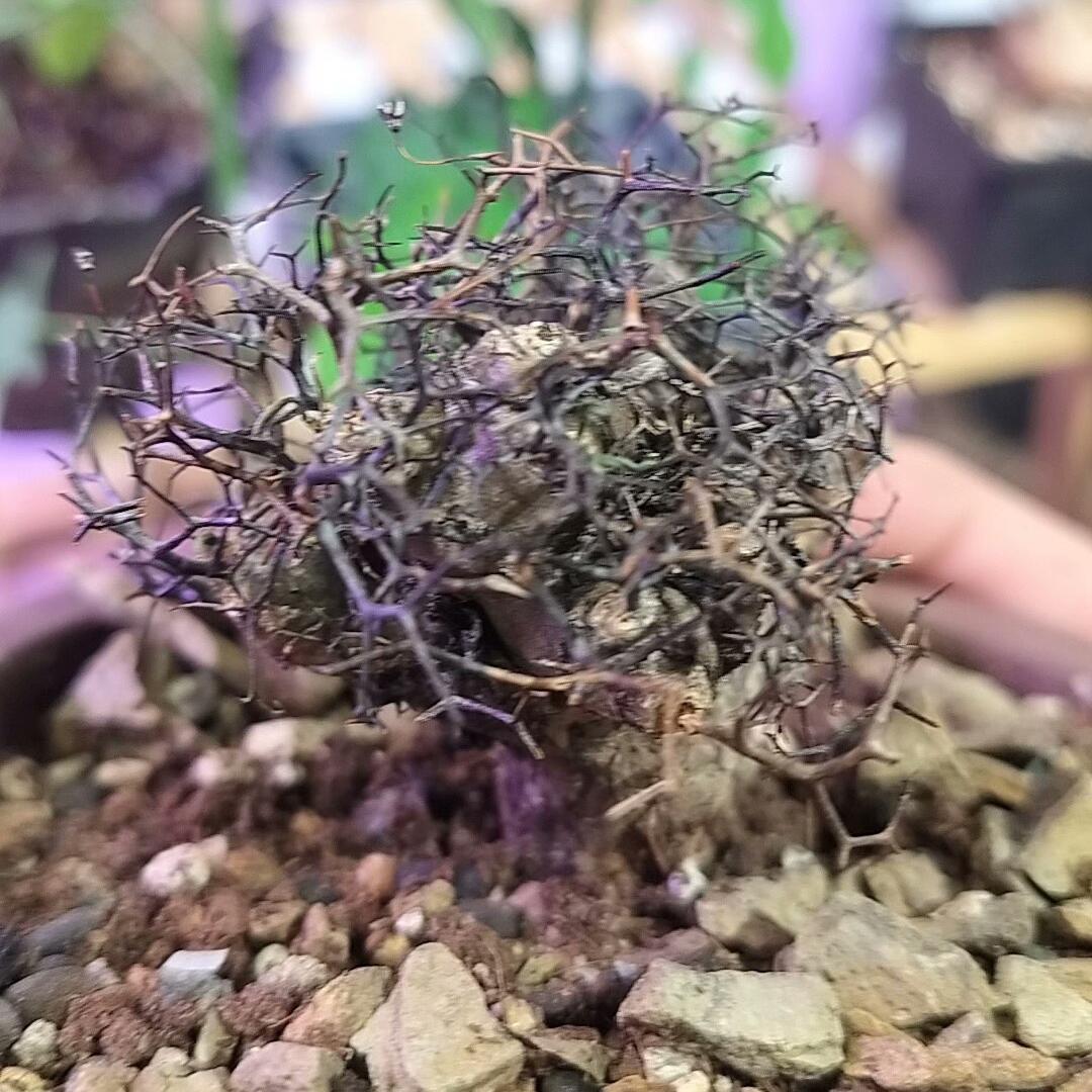 1.5-7cm tylecodon reticulatus