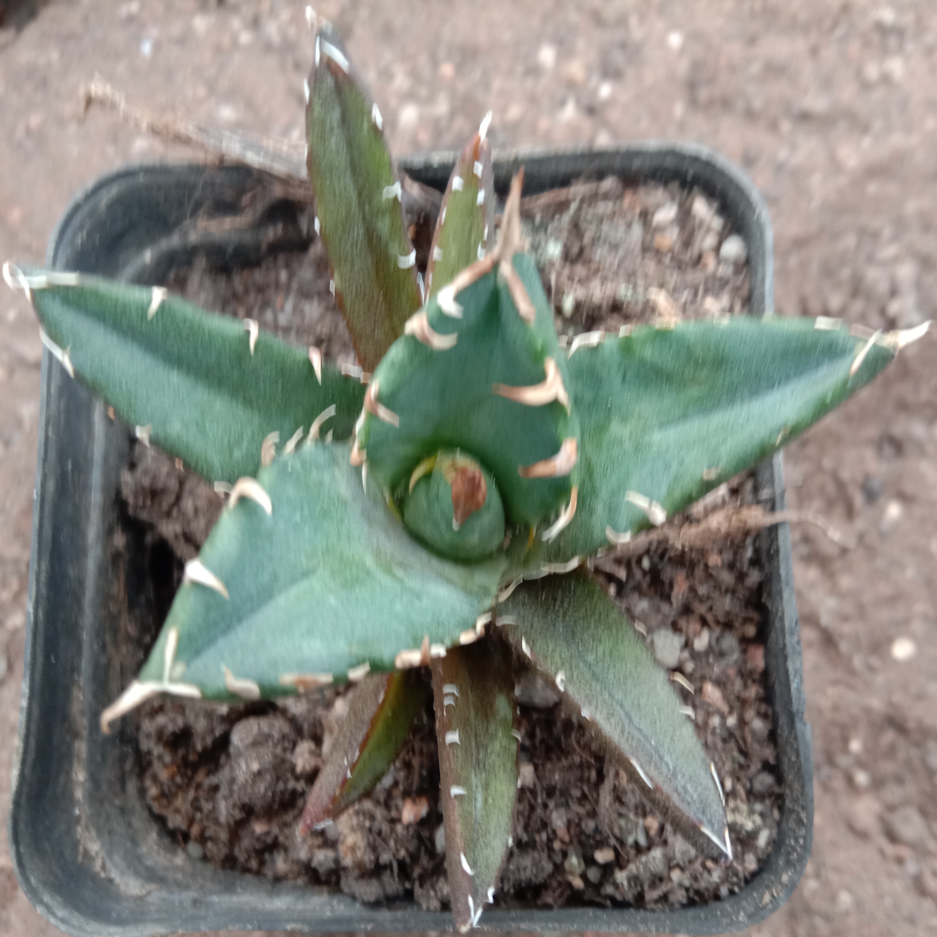 4-7cm Agave titanota “crazy” （tissue culture）