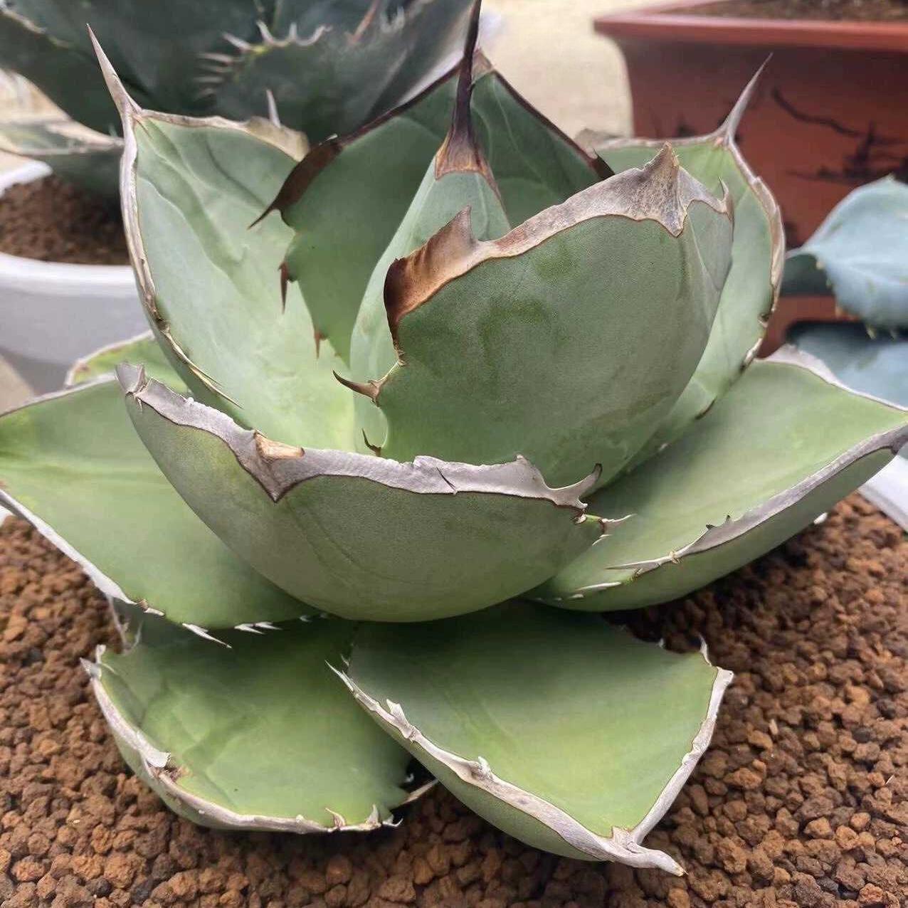 2-10cm Agave Titanota Juggernaut