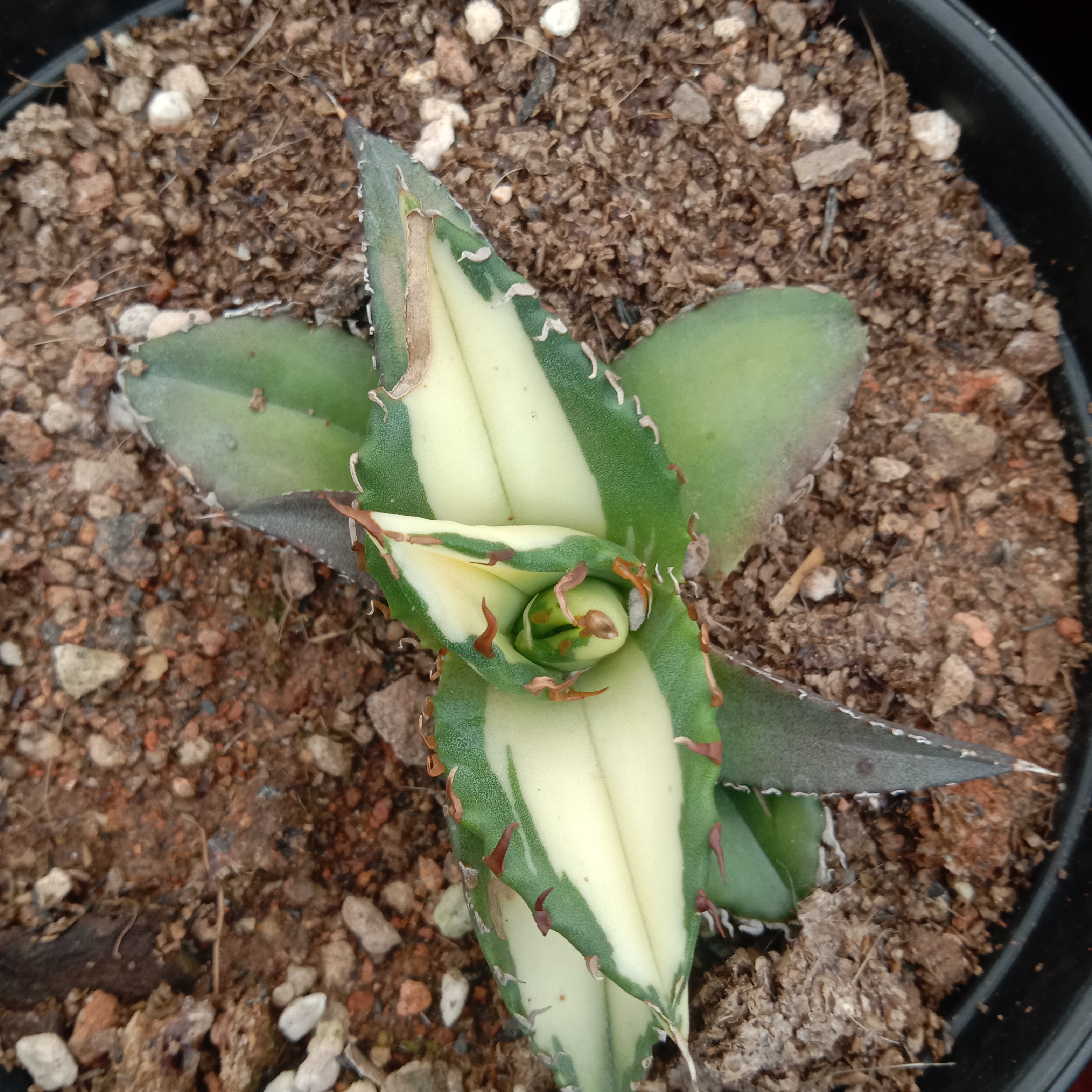 6-10cm Agave Titanota Fujian White Whale