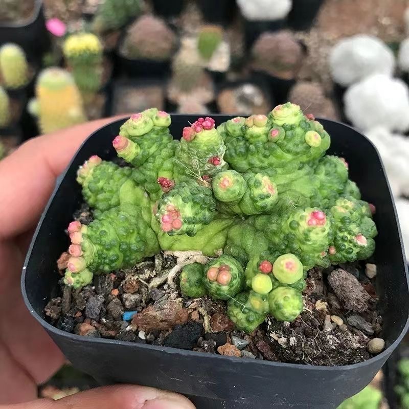 3-8cm Mammillaria bocasana