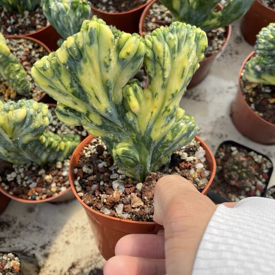 6-10cm Myrtillocactus geometrizans