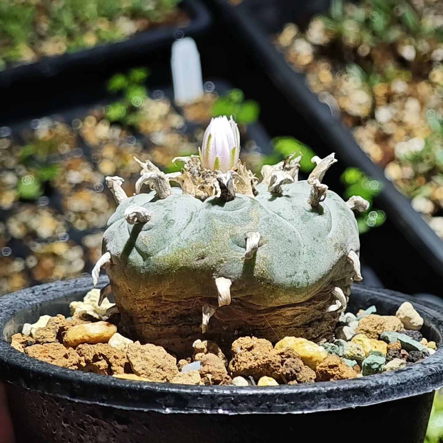 1.5-11cm Lophophora williamsii