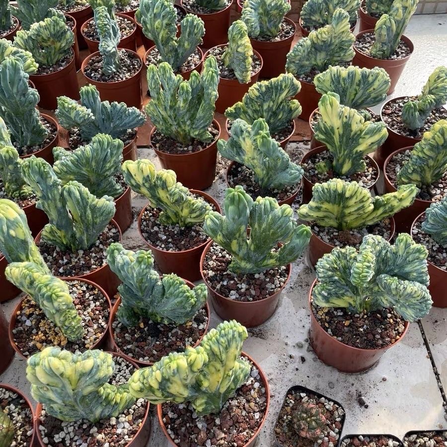 6-10cm Myrtillocactus geometrizans