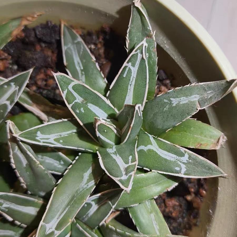 5-7cm Agave victoriae-reginae（lateral bud）