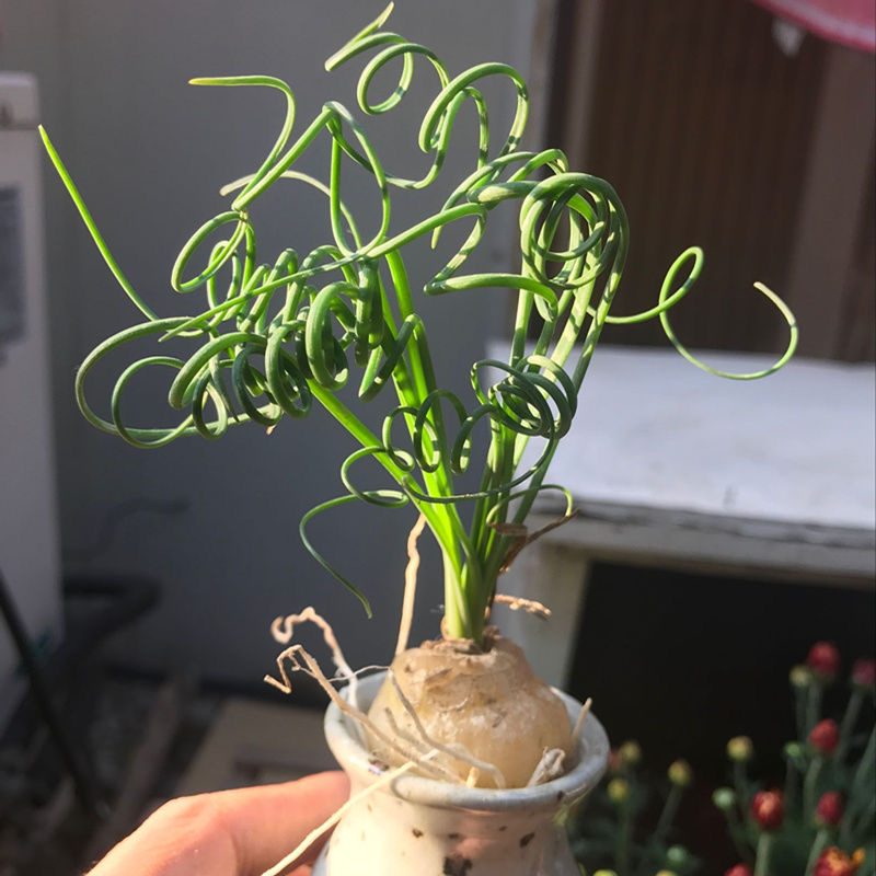2-4cm Albuca namaquensis（Maybe remove some leaves）