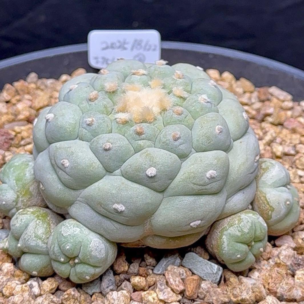 1.5-14cm Lophophora fricii