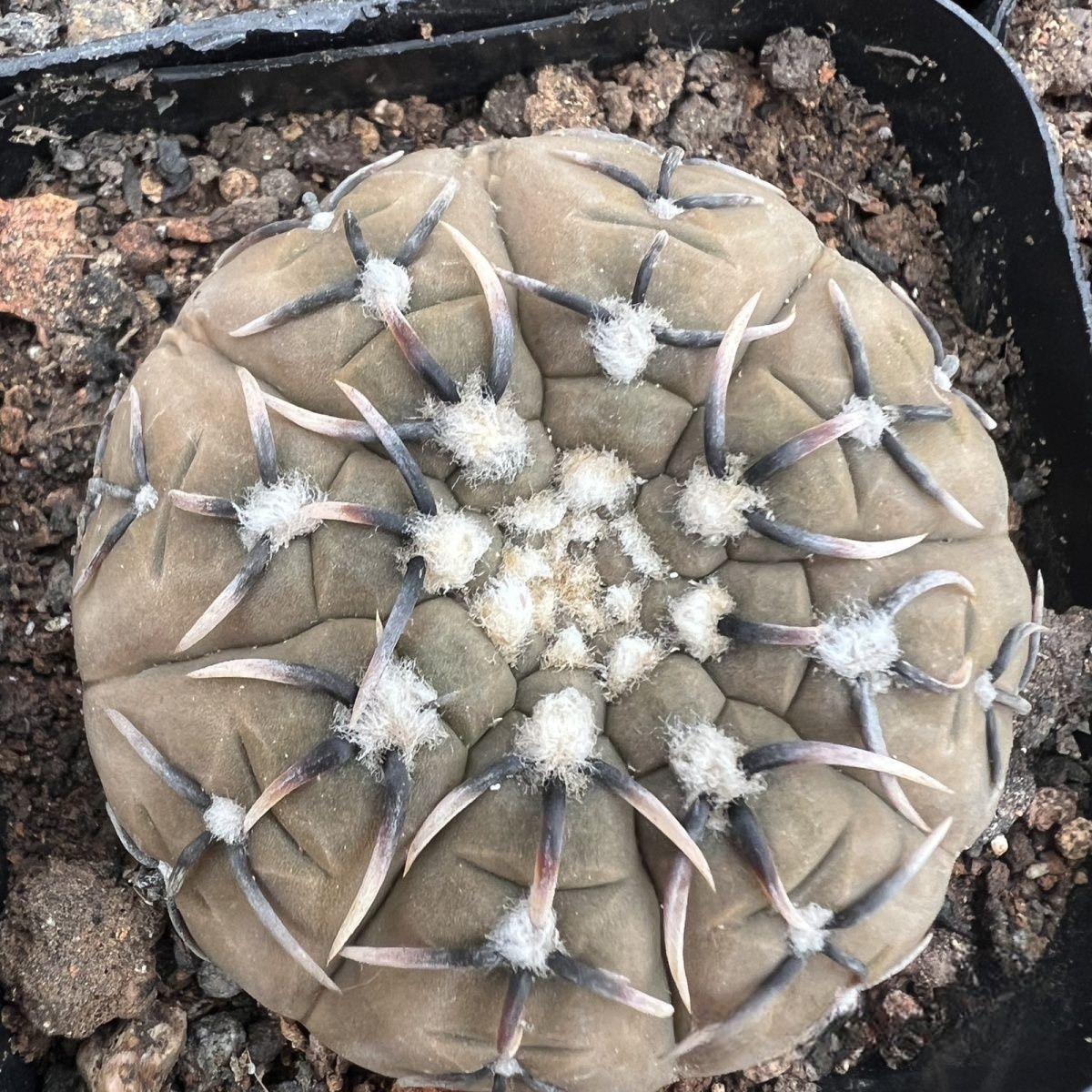 4-5cm Gymnocalycium bodenbenderianum