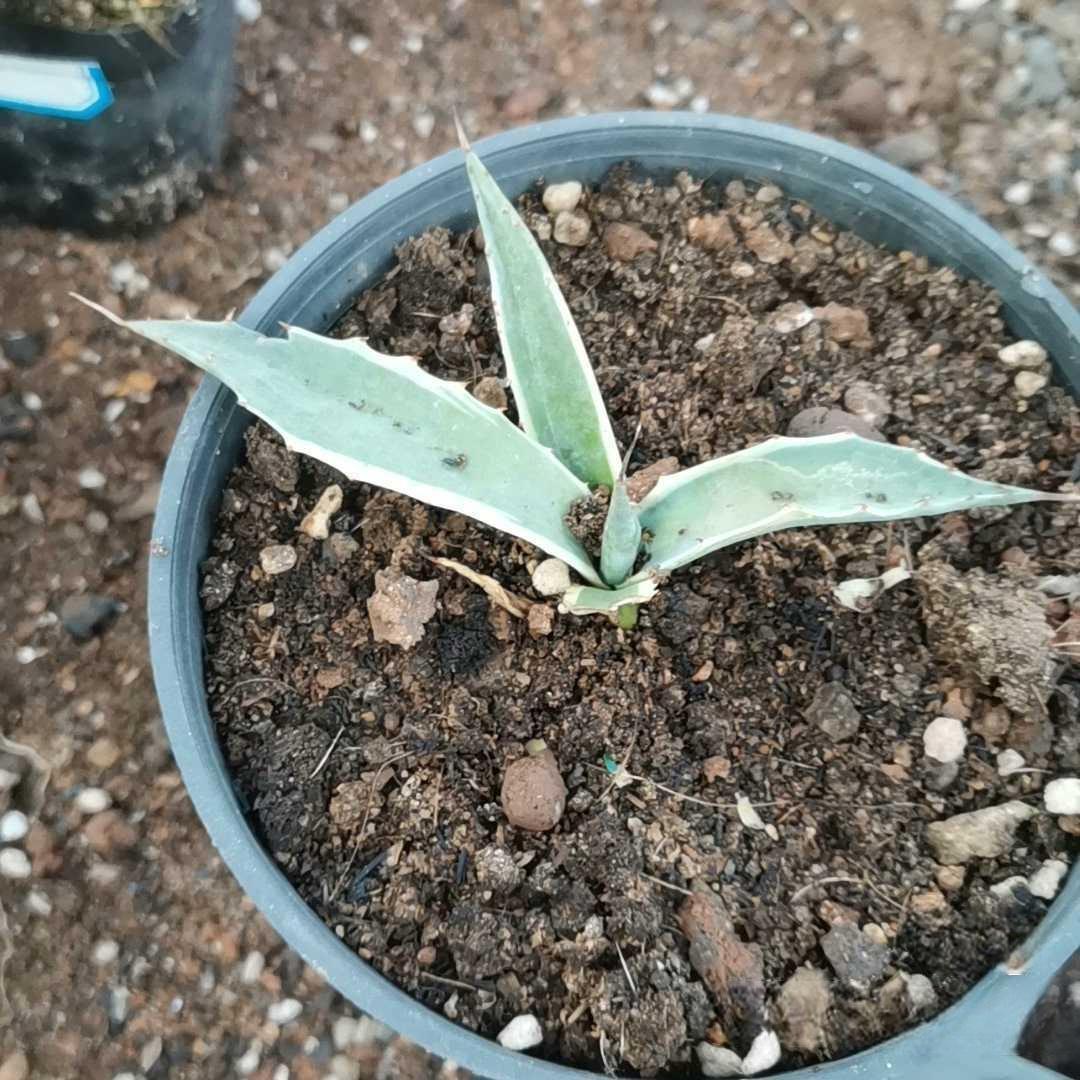 6-10cm Agave parrasana var