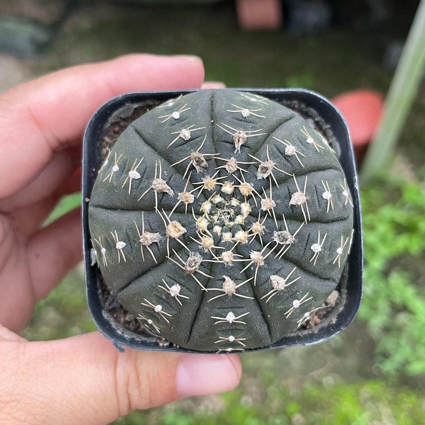 3-6cm Gymnocalycium ragonesei