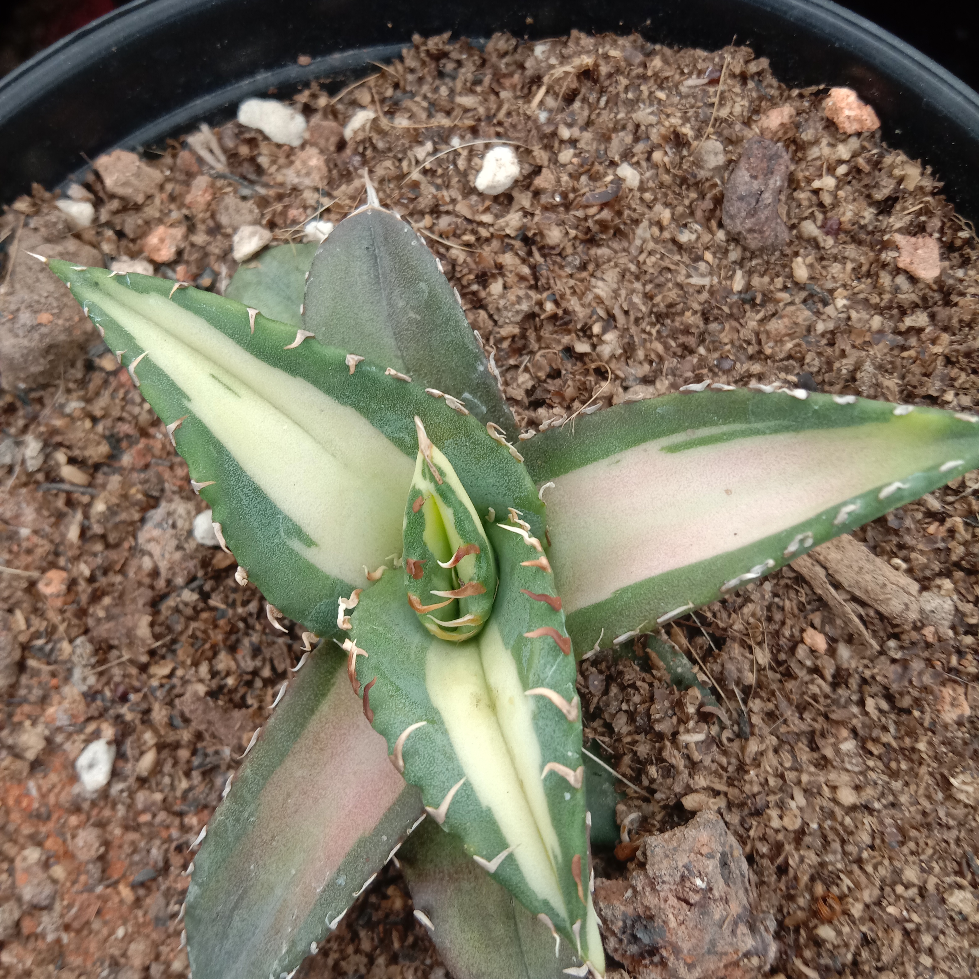 6-10cm Agave Titanota Fujian White Whale