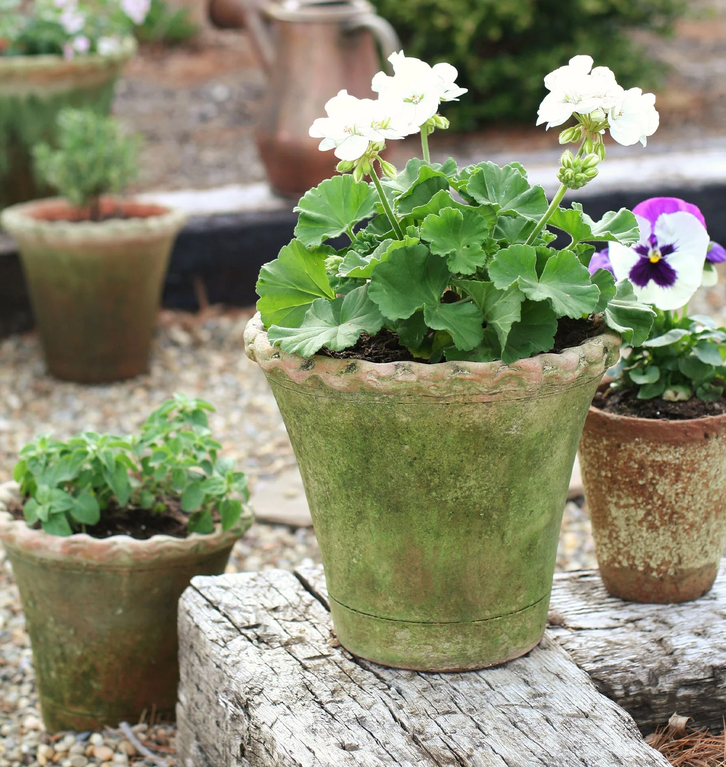 Scalloped Nursery Planter