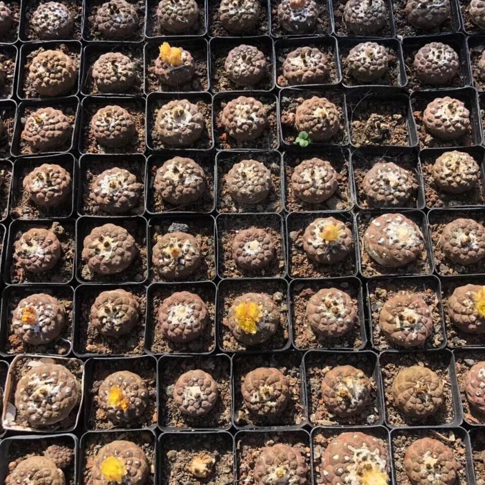 Copiapoa hypogaea