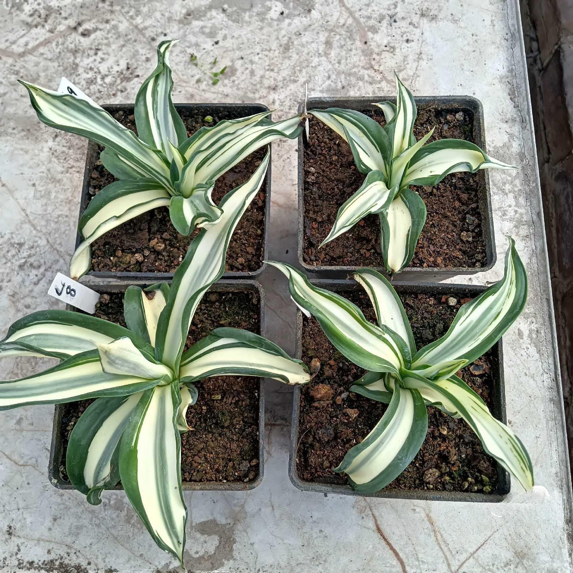 10-25cm Agave desmetiana mediopicta alba （yellow）