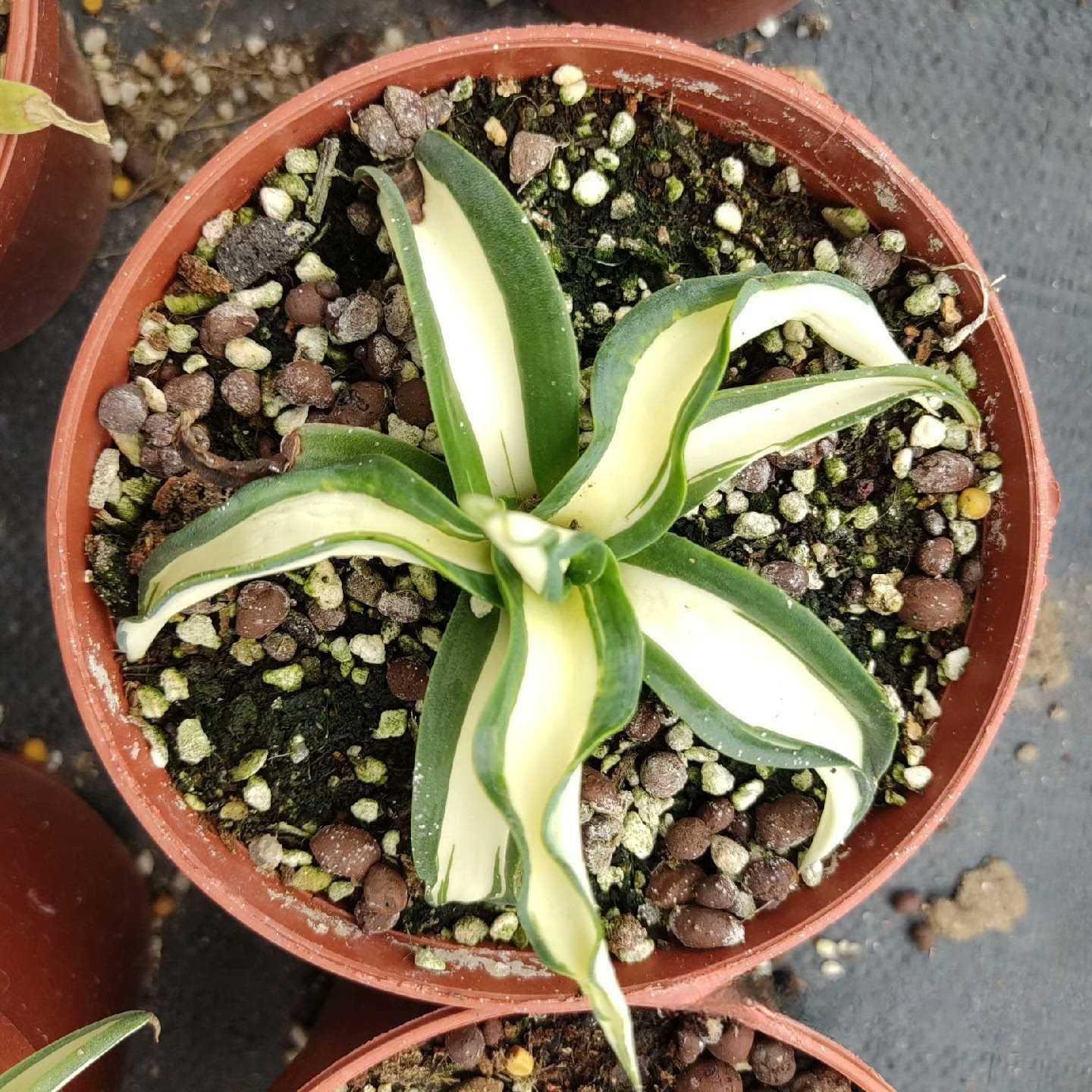 10-25cm Agave desmetiana mediopicta alba （yellow）